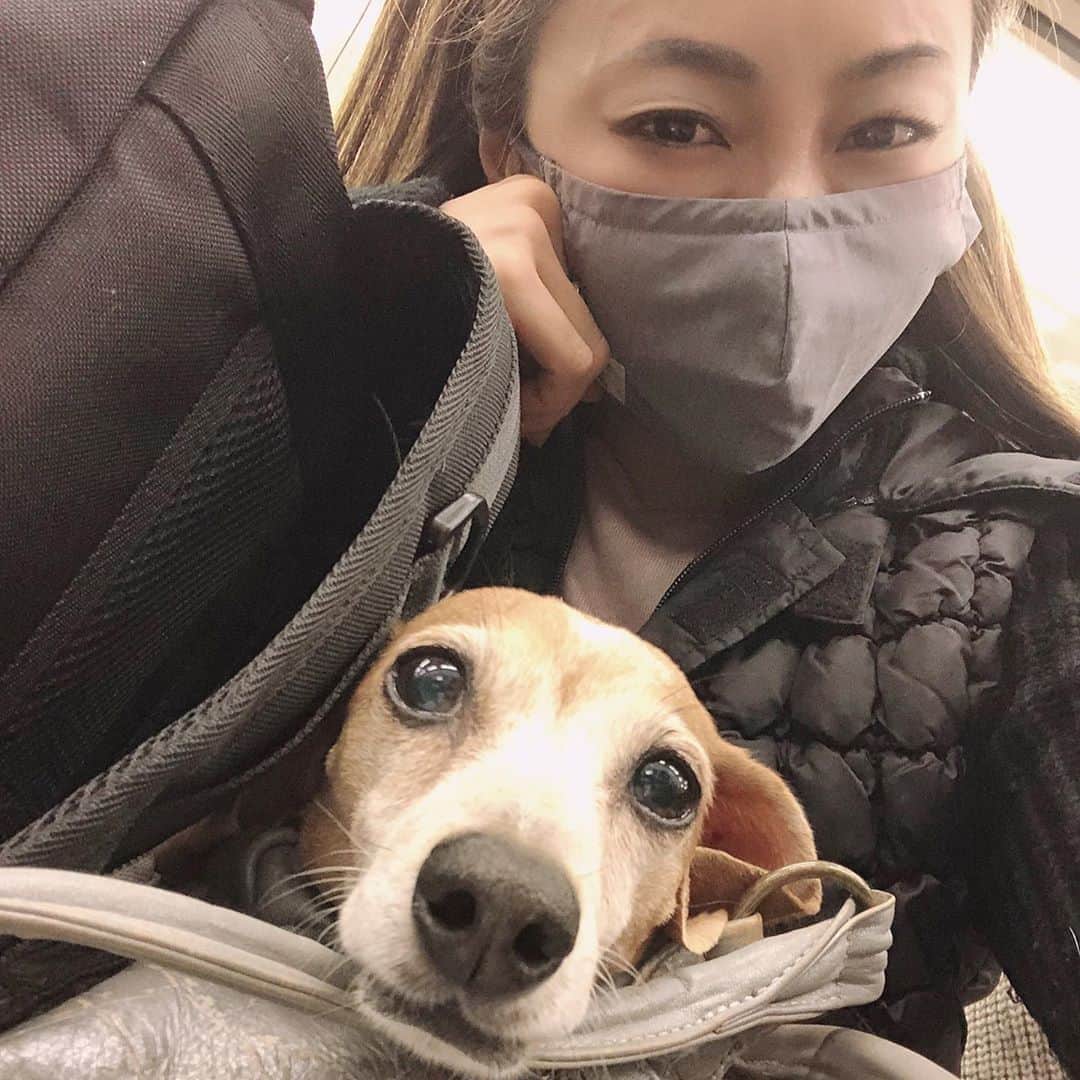 黒田愛美さんのインスタグラム写真 - (黒田愛美Instagram)「友達との一泊旅行が 急遽キャンセルになったので、 きなこと2人旅する事にした😁💕🐶 #一泊だけど大荷物 #晴れたらいいな #きなこ #kinako #mybaby #ミニチュアダックスフンド  #ビーグルみたいなミニチュアダックス  #10歳 #黒田愛美」11月2日 10時50分 - kurodaaimi