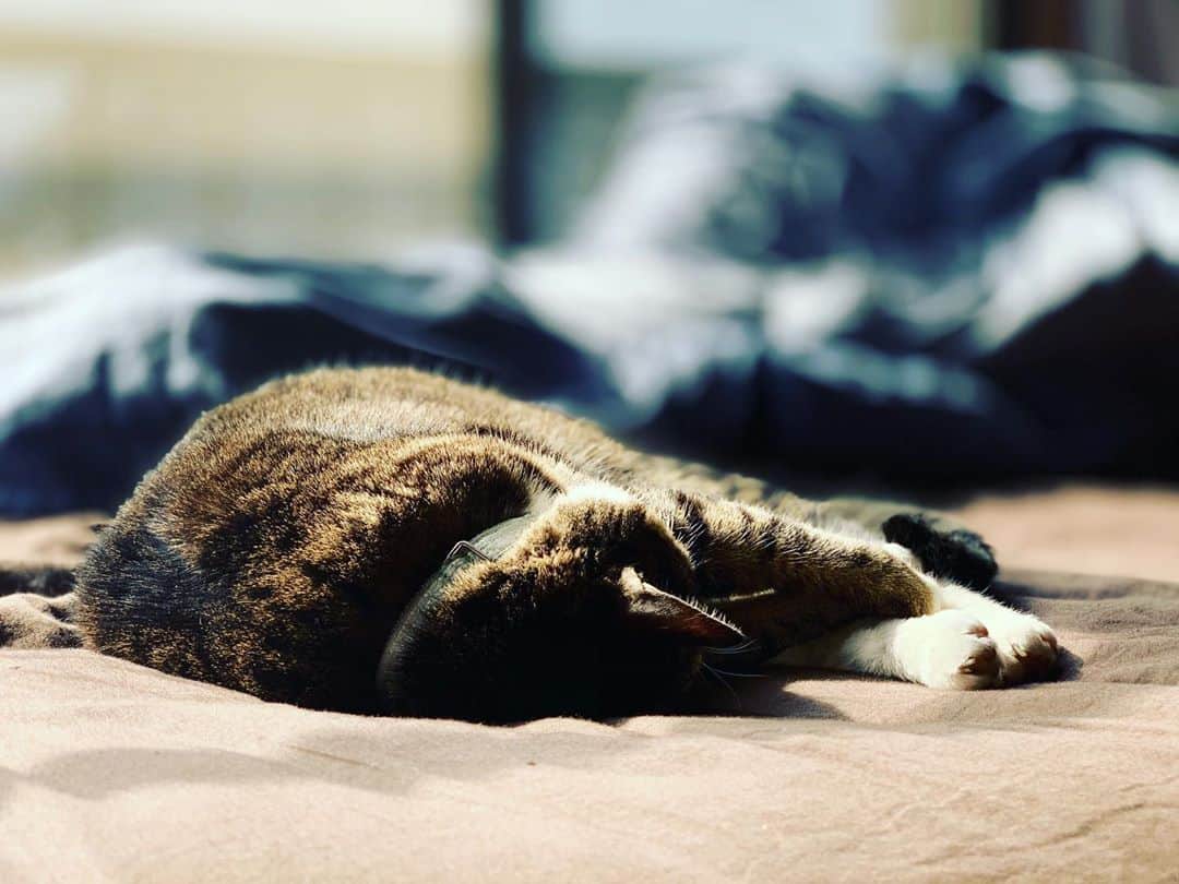 のインスタグラム：「庭を散歩したあと 昼寝中の婆さん猫 幸せらしい」