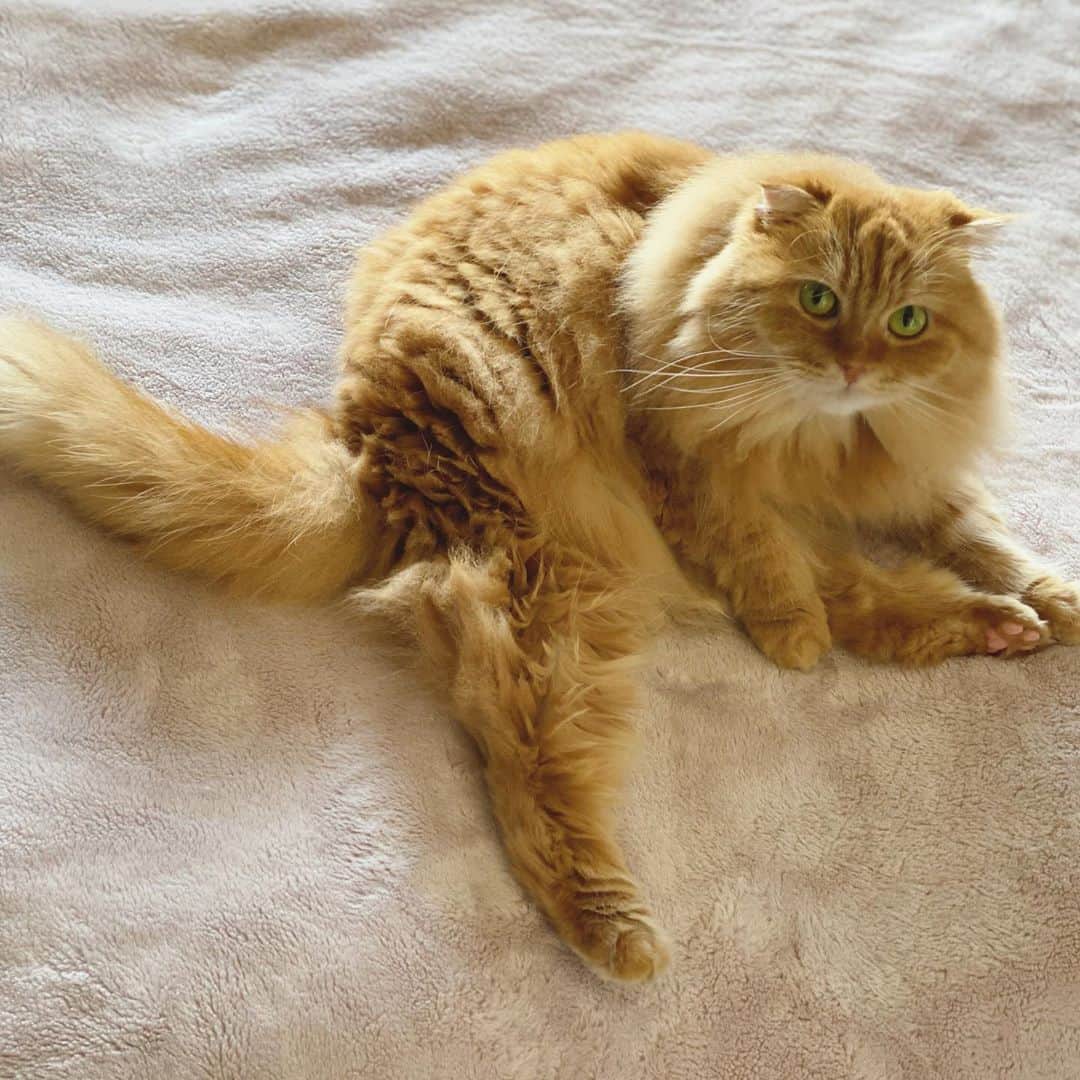 井上富美子さんのインスタグラム写真 - (井上富美子Instagram)「朝のお手入れ中を激写📸  ん？という顔が可愛い  #ねこ #猫 #愛しい #可愛い #親バカ #癒し #cat #catstagram」11月2日 10時55分 - fumi_ino1222