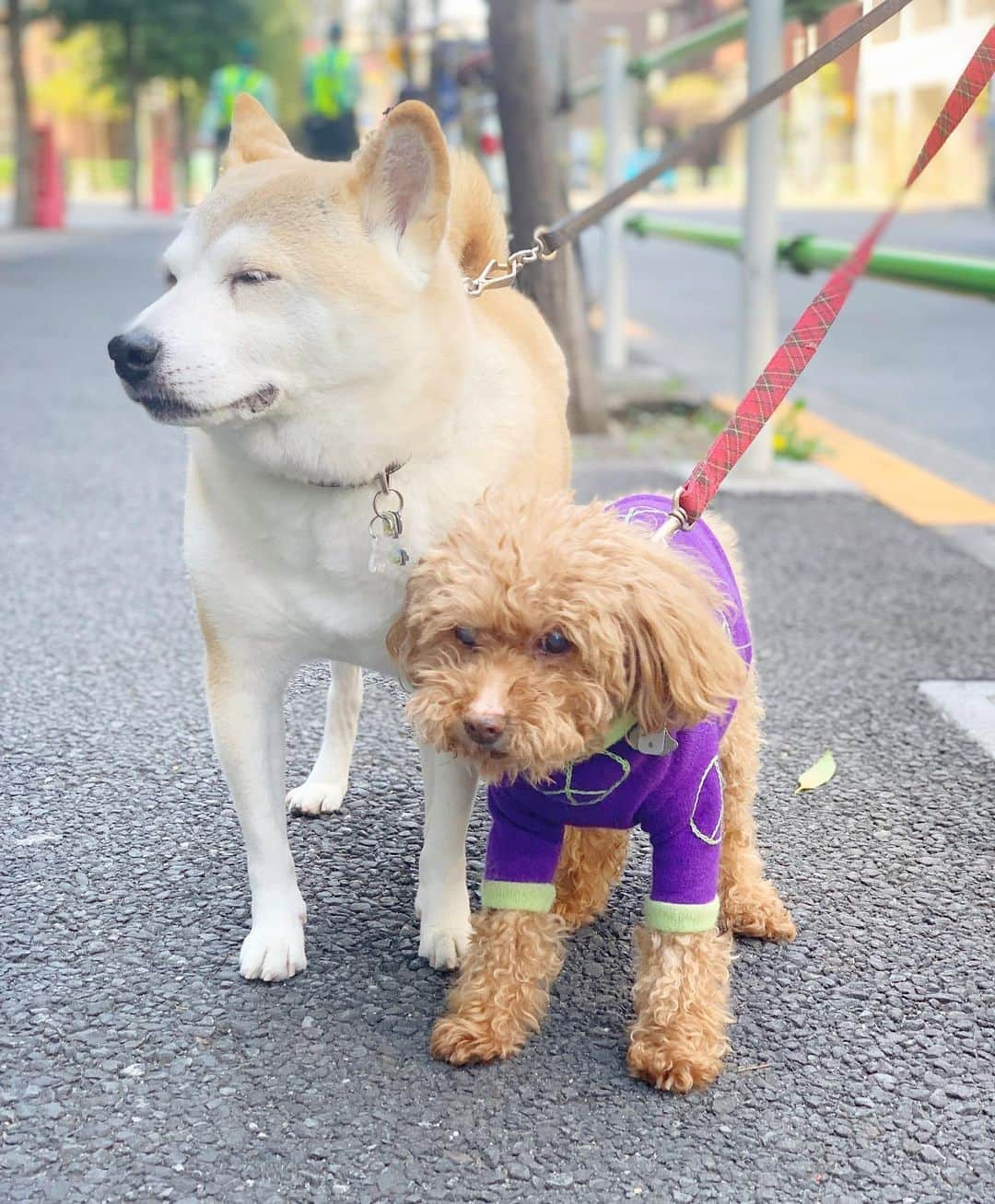 菊地由美のインスタグラム：「* ‪#犬の日 は昨日だったけれど‬ ‪毎日 犬の日 ワンワン🐶‬  ‪半年ぐらい前の おでんとはち‬ ‪おでんが 姐御で はちは弟分‬ ‪おでんは 毎日はちを教育してくれ‬ ‪はちは 素直に聞いてくれて‬ ‪通りすがりの人に‬ ‪「仲良しですねー！」‬ ‪と言われることもしばしば柴柴‬  ‪最高の友達であり 相棒 👯❣️  ‪#denkuruhachi‬ #はちとおでん #GoodboyHachi #元保護犬 #rescueddog #おでんもいるよ #おばあわん #grandmadog #foreverfamily」