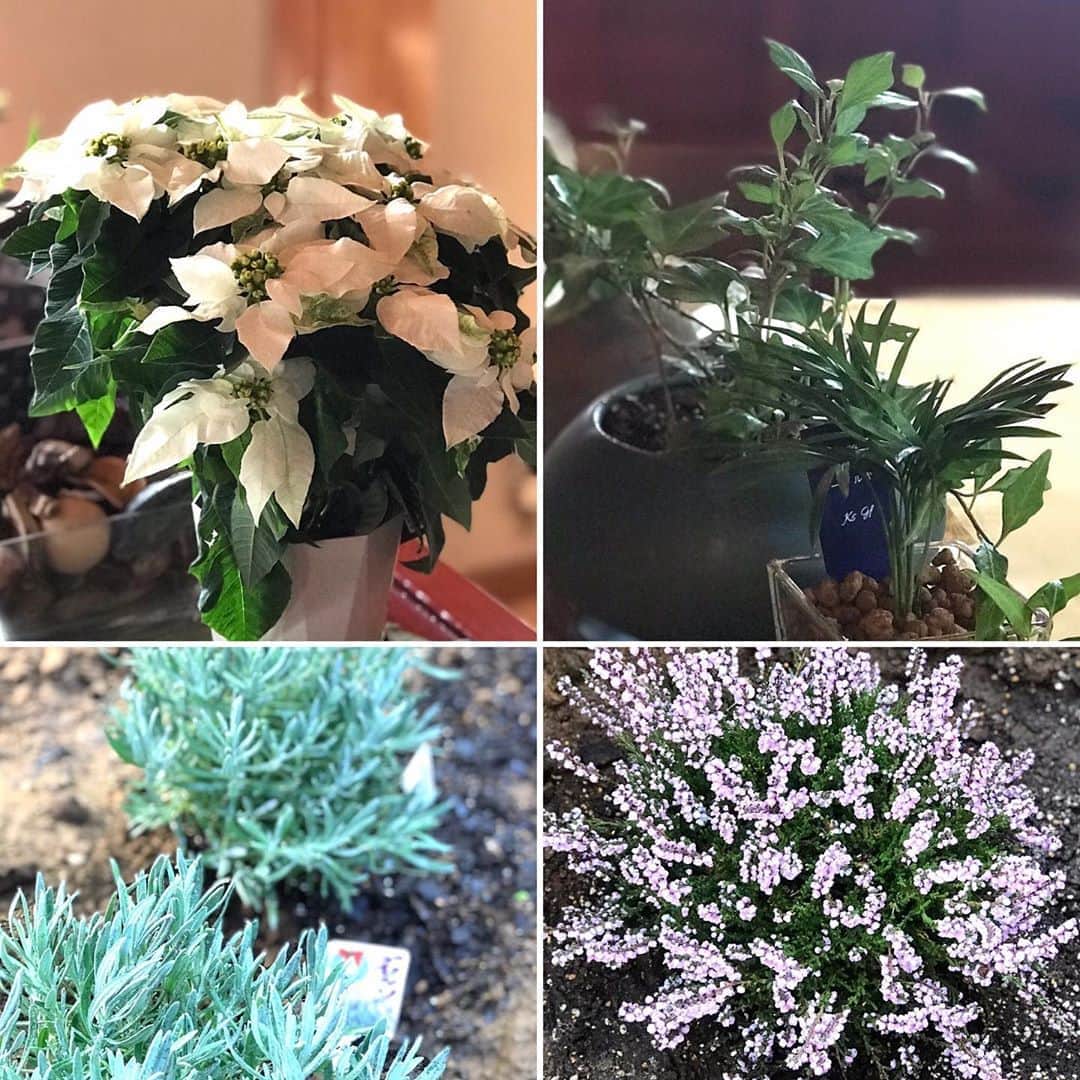 土屋眞弓のインスタグラム：「ガーデニングも少しずつ🌸🌷🌺🍃🍁 ラベンダーとカルーナブルガリスを庭に植えて🥰 白いポインセチアやアイビー、テーブルヤシもさりげなく🌴🌿 いい感じ❣️  #gardening  #flowers  #plants」