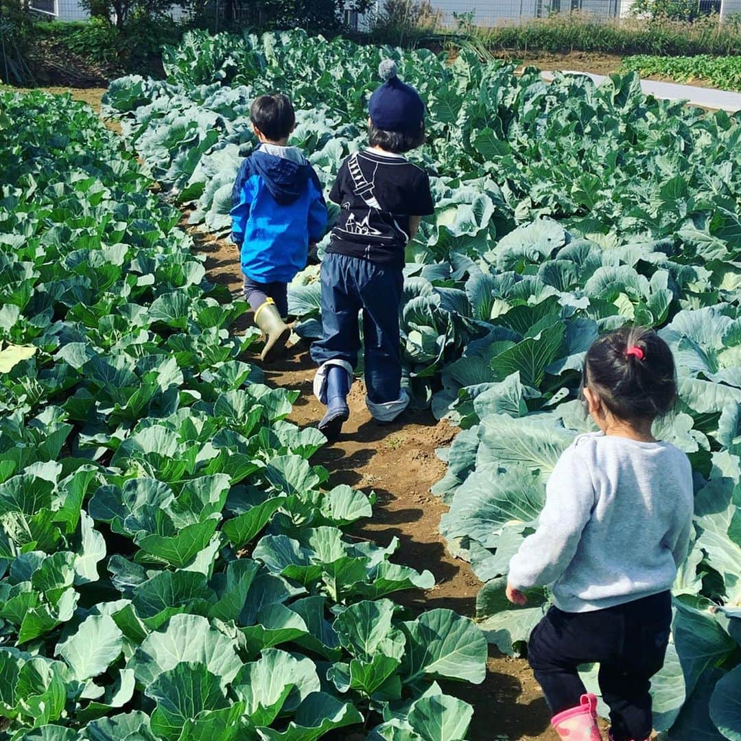 のインスタグラム：「子どもたちと#芋掘り体験  に行ってきましたー！ . . 子どもだけでなく親も芋掘りを楽しみました😁(最後の動画、他愛もない主婦の会話ww) .  他にも畑で育っているお野菜を見学したり(葉っぱを見て野菜を当てるゲームしてもらったりして) .  里芋の葉っぱが意外にも大きくてびっくり。 . 他にもミカンやザクロをもいで、そのまま食べさせて頂いたり貴重な体験をさせていただきました！ .  子どもたちにとっても親にとっても最高な有難い時間でした^_^ 感謝！ .  #畑#土に触れる#野菜の育ち方を知る#食育#こどものいる暮らし #こどもとおでかけ　#ワガコとおでかけ これを機に。お野菜にもっと興味を持ってくれたら嬉しいなぁ。」