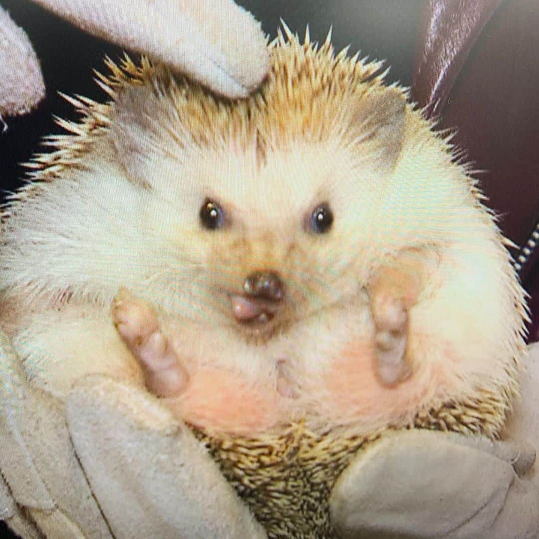 北海道放送「今日ドキッ!」のインスタグラム