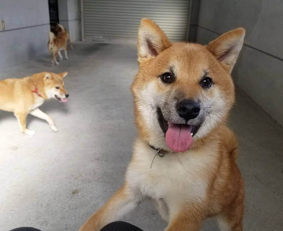 柴犬たま Shibainu Tamaさんのインスタグラム写真 - (柴犬たま Shibainu TamaInstagram)「満点の笑顔のウニぽんず😆🎵  またまた後ろのコイちゃんにも注目(笑) ﻿ Caption trans🇬🇧﻿﻿﻿﻿﻿﻿﻿﻿﻿ Uni has a big smile on his face😆🎵 And I want to draw your attention to Koi in the background(lol)  #たま家族 #柴犬コイ #柴犬ウニ #おしゅし兄弟 #笑顔 #かなりひし形 #ブサ顔 #柴犬 #shiba #shibainu #shibastagram #犬 #dog #多頭飼い」11月2日 12時19分 - tama7653