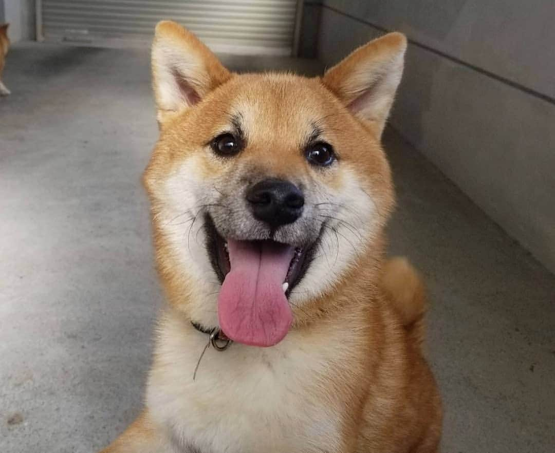 柴犬たま Shibainu Tamaのインスタグラム