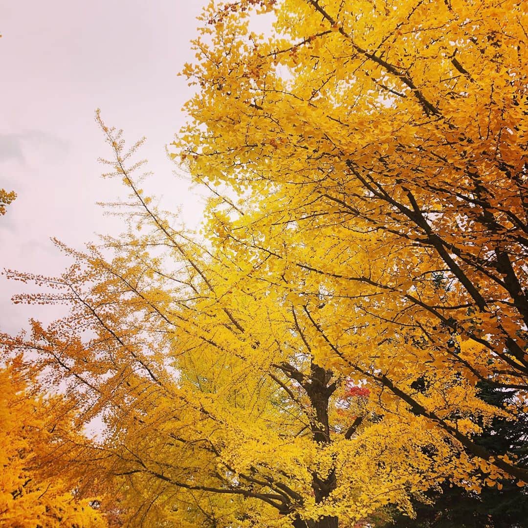 のインスタグラム：「毎日当たり前のように見ていた中島公園、紅葉も相まって、その美しさに久々に圧倒されてしまいました。」