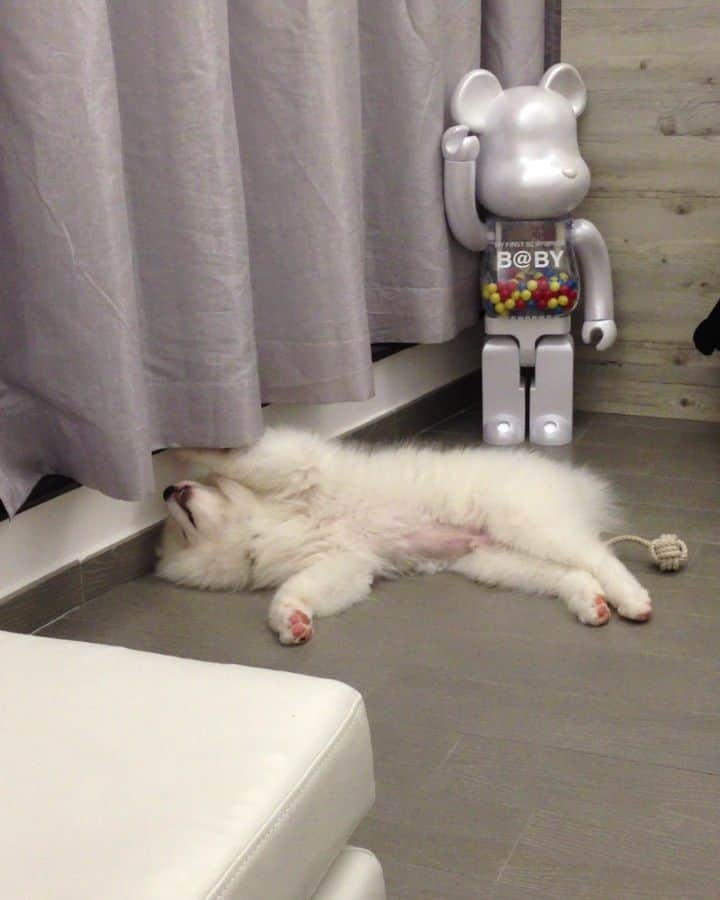 Alex Toのインスタグラム：「Throwback. 😂😂😂 #cute #dog #doglover #dogsofinstagram #dogoftheday #dogofthedayjp #dogstagram #fluffy #hkig #hongkong #ilovemydog #instadog #instagood #instamood #instagraphy #instapic #samoyedoninstagram #pet #petlovers #petsofinstagram #petstagram #photooftheday #puppy #pupsofinstagram #samoyed #samoyedsofinstagram #webstagram #犬 #サモエド」