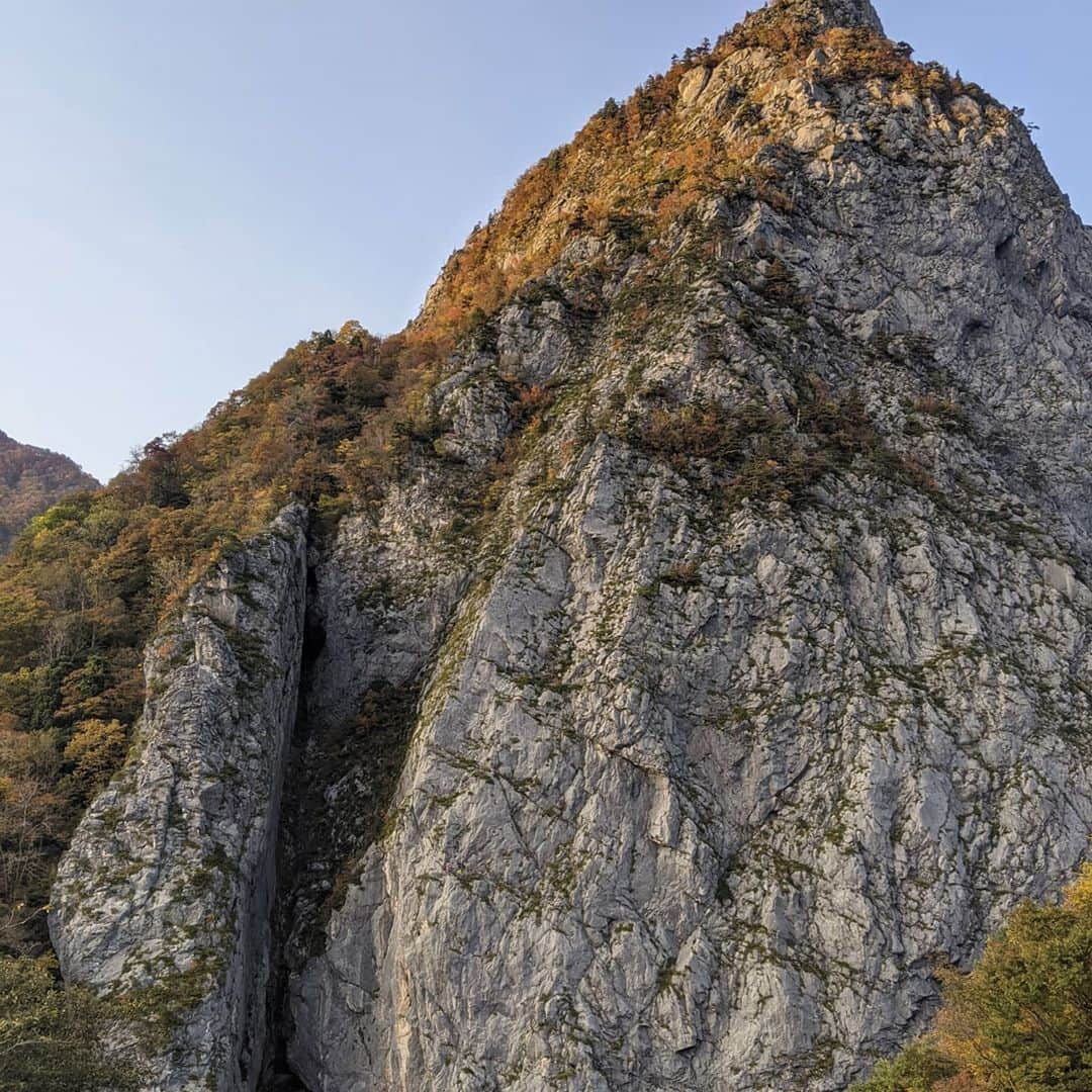 江本悠滋さんのインスタグラム写真 - (江本悠滋Instagram)「【明星山】 秋になると快適な岩場と言えば明星山（ミョウジヤマ） 日本でも類を見ない石灰岩の大岸壁は駐車場からのアプローチも良く、手軽にアルパインなクライミングを楽しむ事ができる。  【左岸陵ルート】 比較的脆い箇所やうき石の多いこの壁は取り付く時間と落石に十分注意したい。  ◎登攀道具 -ロープ:30mシングルロープ *万が一懸垂で下降を考えるならバックアップの細引き30mもしくは60mのダブルロープ１本をW -ヌンチャク : 12 *人口登攀ピッチで全てのボルトにヌンチャクをかけると15本でも足りない -カム :0.75-0.5 - 0.3/各１ -スリング:120cm ✕ 4  ◎アドバイス 登攀グレードは簡単だが人口登攀のピッチ、残置プロテクションの少なくなる後半でのロープワークなのどシステムがスピードには大切。 特に１ピッチの草付は濡れている事が多いので注意。 ルート上に浮石も多いので長いロープスケールでの登攀は落石の誘発につながるので短くピッチを刻む事を推奨しする。 人口登攀ピッチの終了までは新しいピレイステイションがあるがそれ以降は古いリングボルトやハーケン、立木でのビレイとなる。  ◎下山 傾斜が落ち簡単なピッチをしばらくいく途中松のテラスがある（ピンクテープが巻かれている）そこから頬水平に移動して奥の松のテラスへ。 ここからはトラロープがかなり下まで張ってあり導かれる(トラバース多め）  #明星山 #左岸陵 #南壁 #クライミング #マルチピッチクライミング #アドバイス #山岳ガイド #使う道具 #登攀道具 #アルパイン #トポ #アルパイン入門 #フリースピリッツ #マニフェスト #JADE #懸垂下降 #カム」11月2日 12時59分 - emoto_yuji