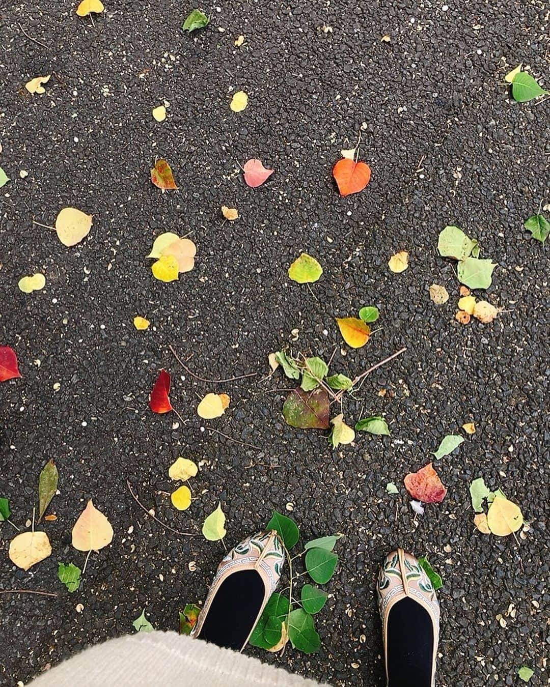 佐藤千晶のインスタグラム：「足元に秋😊  #秋 #紅葉 #autumn」