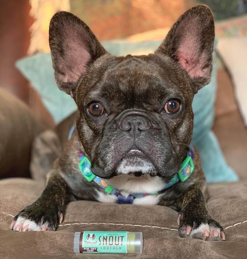 のインスタグラム：「Does your dog’s nose get dry and chapped? You’ve probably tried everything, but what you *really* need to try is #SnoutSoother. It 100% natural, safe to lick, and comes recommended by vets and customers all over the world for healing dry noses. It even provides a natural sunscreen 😎 . ⭐ SAVE 20% off @naturaldogcompany with code JMARCOZ at NaturalDog.com  worldwide shipping  ad 📷: @zeus305frenchie  @keepingupwithkodak_ . . . . . . #frenchie #frenchbulldog #buhi #frenchielove #frenchbulldogsofinstagram #frenchiesofinstagram #frenchbulldoglovers #frenchbulldoglife #dailyfrenchie #bullieslife #dog #puppy #instagood  #pet #animals #frenchies1  #photooftheday #dogsofinstagram #instagramdogsi #dogstagram #dogoftheday  #adorable #doglover #instapuppy #instadog #buzzfeed」