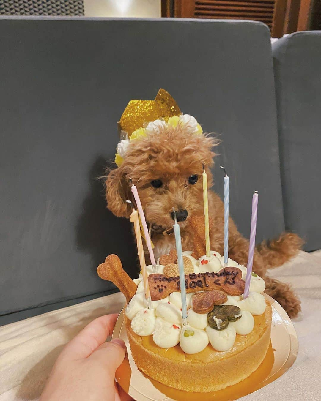 Cody Higaさんのインスタグラム写真 - (Cody HigaInstagram)「なんだか全部ブレてますが可愛い誕生日写真が撮れました🐕  ノエルくん1歳です🥕これからクリスマスの季節でノエルという文字を見かけることが多くなると思うのでその度は毎回ノエルくんを思い出してください💁🏻‍♂️ . #1102」11月2日 22時56分 - cody.1222