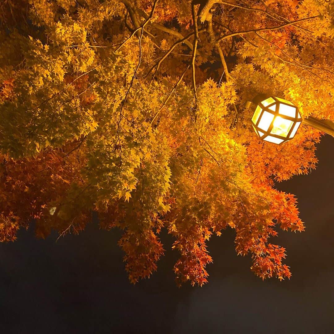 柴田平美のインスタグラム：「紅葉コレクション①🍁  ＊  京都に行けないのは とっても残念だけれど  札幌でも 素敵な景色を たくさん見つけました♡  ＊  実物はもっと美しいです🍁  ＊  桜と紅葉の綺麗さは 写真になかなか うつしきれないんだよなぁ。  #紅葉 #夜 #北海道 #秋 #アナウンサー」