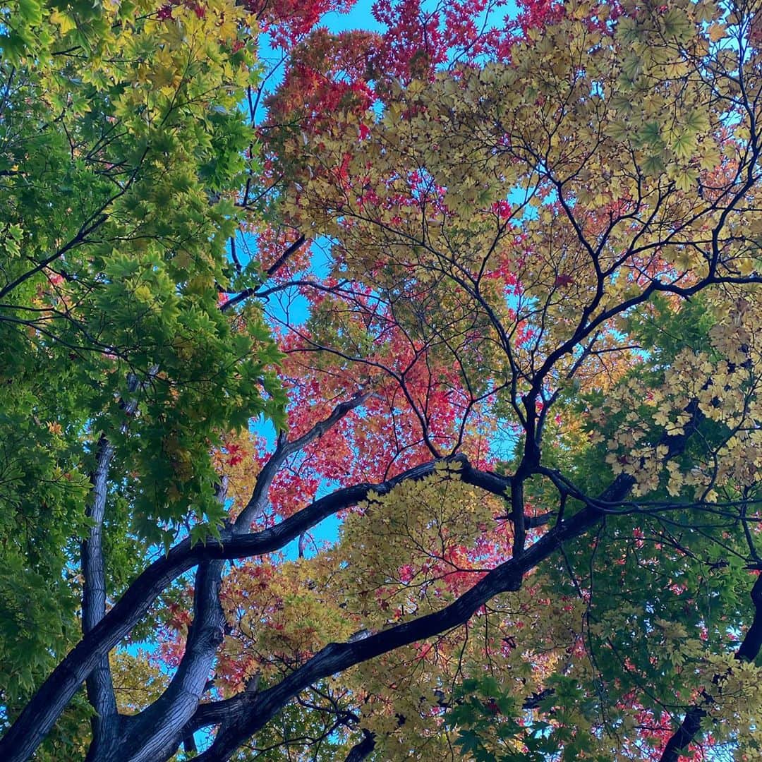 柴田平美のインスタグラム：「紅葉コレクション②🍁  ＊  京都に行けないのは とっても残念だけれど  札幌でも 素敵な景色を たくさん見つけました♡  ＊  実物はもっと美しいです🍁  ＊  桜と紅葉の綺麗さは 写真になかなか うつしきれないんだよなぁ。  #紅葉 #昼 #北海道 #秋 #アナウンサー」