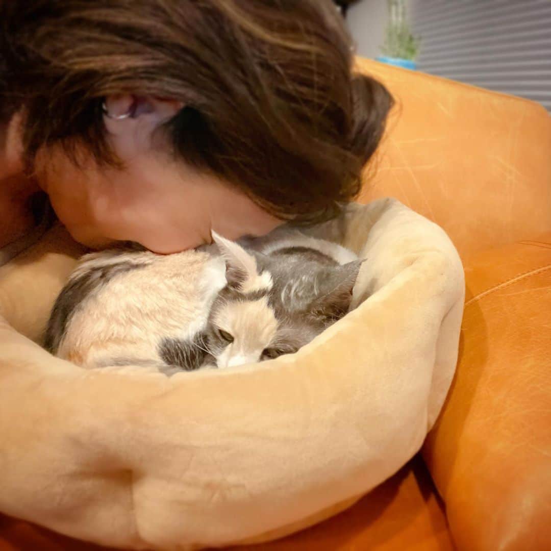 池沢理美さんのインスタグラム写真 - (池沢理美Instagram)「私が座るソファーの隣にもなたん用のベッドを置いたら毎日何度もモフれるわ吸えるわでそれはもう #猫 ＃ネコ #ねこのいる生活」11月2日 23時48分 - ikezawasatomi