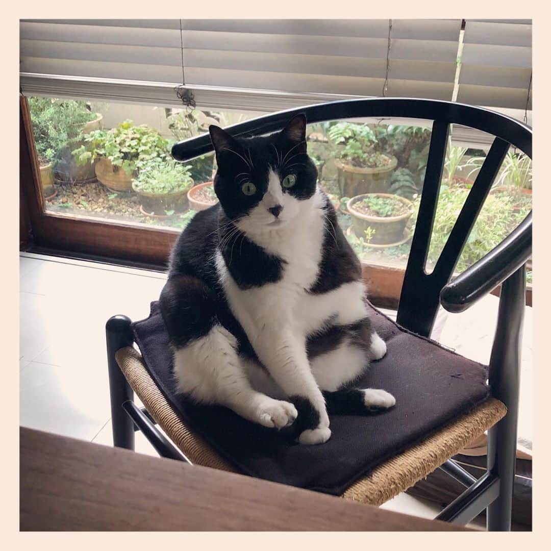 パンといっぴきのインスタグラム：「#元保護猫 #ハチワレ #白黒猫 #blackandwhitecat #tuxedocat」
