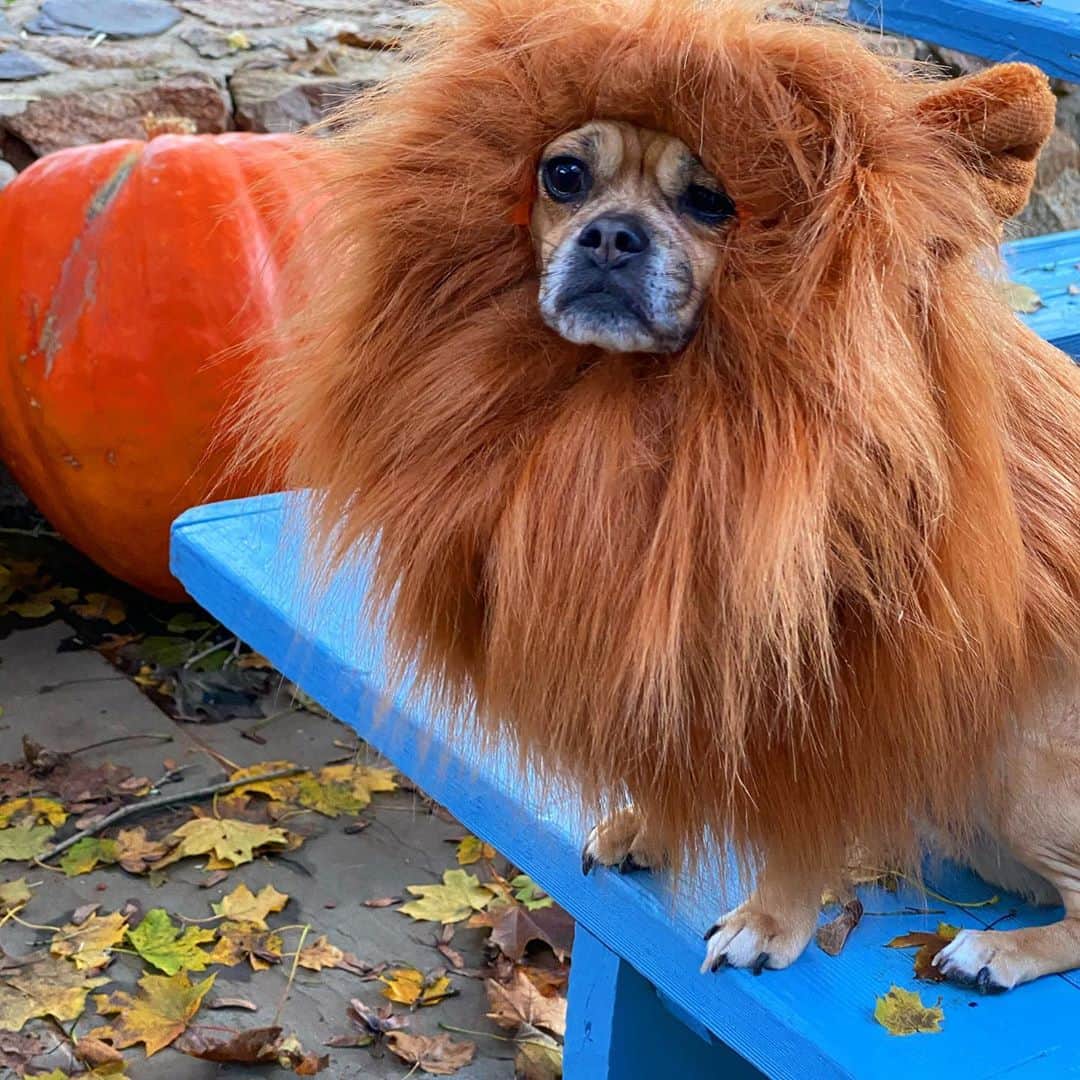 クリスティ・ブリンクリーさんのインスタグラム写真 - (クリスティ・ブリンクリーInstagram)「I’de be LION if I didn’t say Halloween was a Howl!  But now it’s time to  #VOTE go get ‘em Tiger! 💙💙💙」11月3日 0時00分 - christiebrinkley