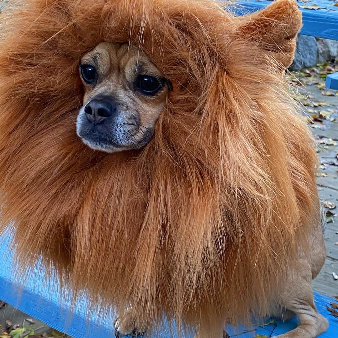 クリスティ・ブリンクリーさんのインスタグラム写真 - (クリスティ・ブリンクリーInstagram)「I’de be LION if I didn’t say Halloween was a Howl!  But now it’s time to  #VOTE go get ‘em Tiger! 💙💙💙」11月3日 0時00分 - christiebrinkley