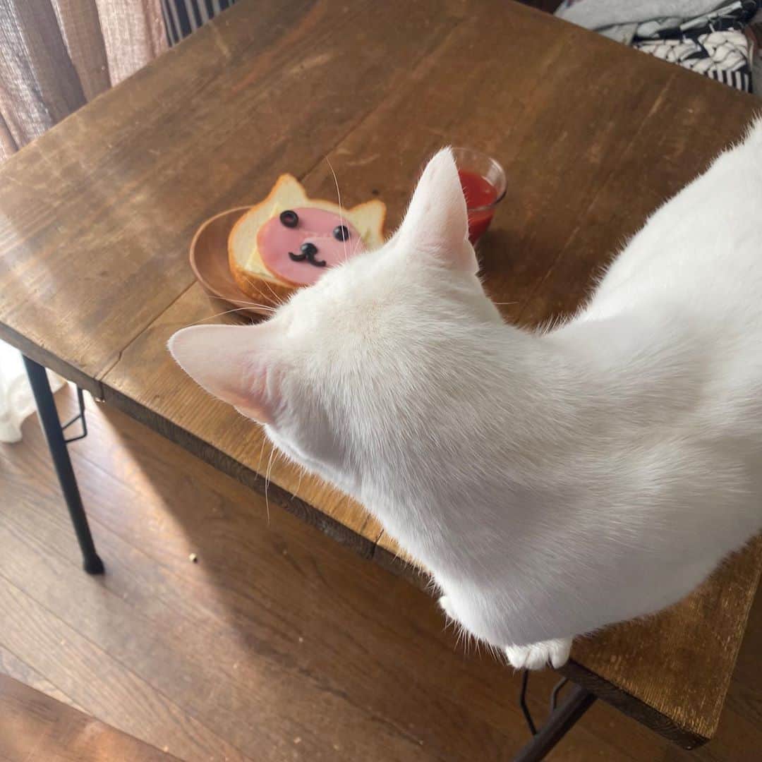 金巻ともこさんのインスタグラム写真 - (金巻ともこInstagram)「ねこねこ食パンいただいてせっかくなので顔をつけたくらいの余裕はある！　そしてハクは興味なし！ #ねこねこ食パン  #おうちごはん金巻 #おうちごはんと猫  #hakuchai #cat #猫多頭飼い #whitecat #白猫 #catstagram」11月3日 0時09分 - tomotomoco