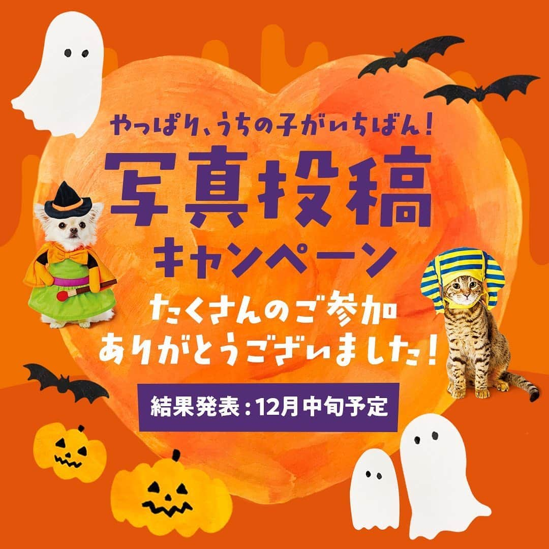 Petioのインスタグラム：「🎃🎃🎃🎃🎃🎃 やっぱり、うちの子がいちばん！ ハロウィン写真投稿キャンペーン へのたくさんのご参加、ありがとうございました✨ ・ キャンペーンの結果発表は12月の中旬頃を 予定しております📷 結果発表まで楽しみにお待ちいただければ幸いです♡♡♡  #ペティオハロウィン #StandbymeProject #おやつくれなきゃイタズラしちゃうぞ #ペティオ #petio #写真投稿キャンペーン #キャンペーン #campaign #ハロウィン #halloween #halloweencostume #うちの子 #いぬ #犬 #イヌ #ねこ #猫 #ネコ #ペット #dog #cat #pet #photo #かわいい」