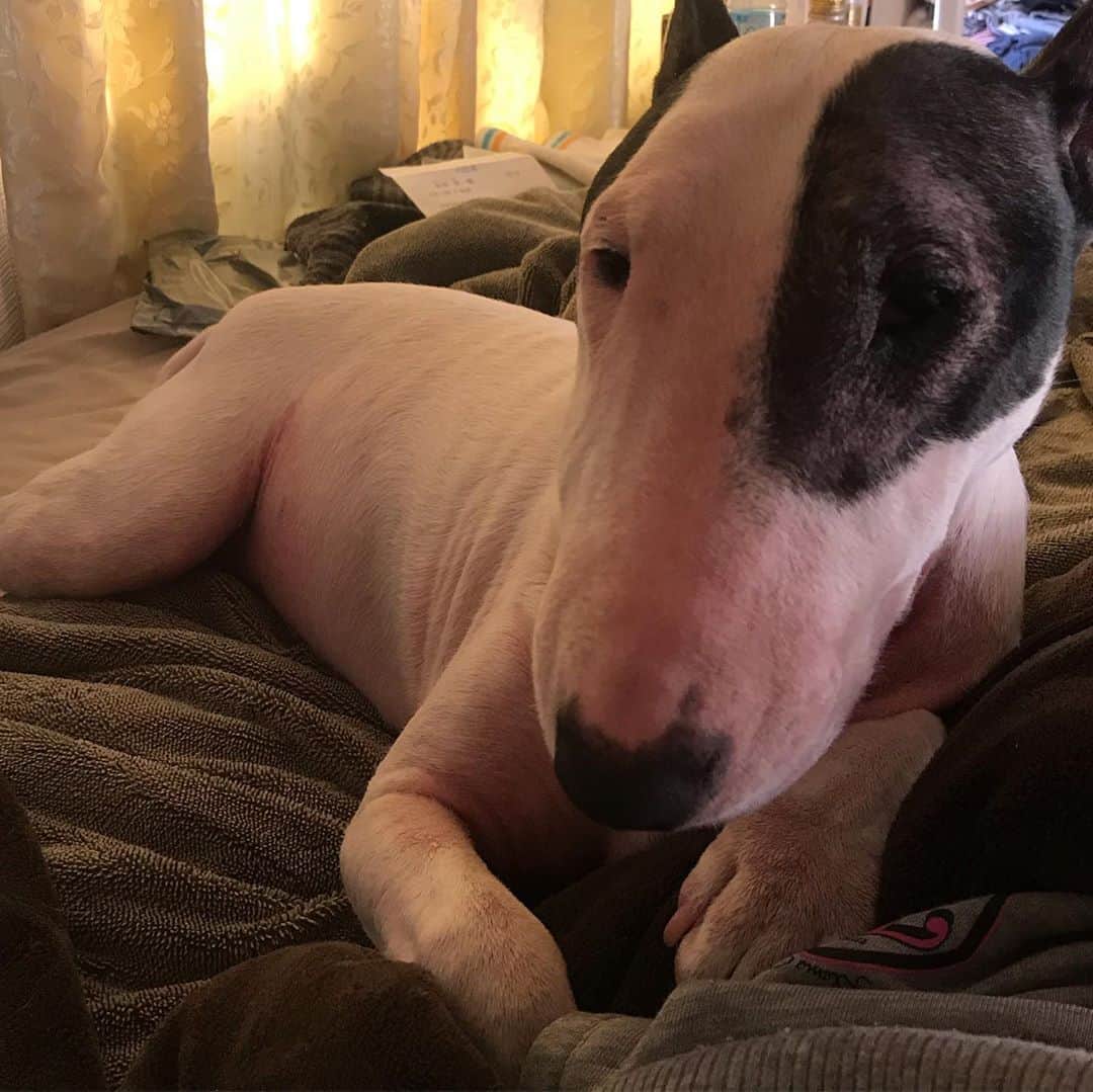 のインスタグラム：「#minituru#bull#terrier#minibullterrier#miniturubullterrier#dog#dogstagram#cute#qtaro#love#family#ミニチュア#ブルテリア#ミニチュアブルテリア#Q太郎」