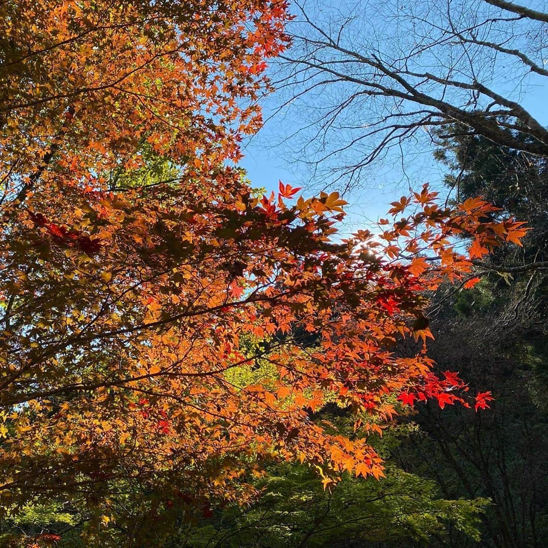 高松いくさんのインスタグラム写真 - (高松いくInstagram)「美しい秋🍁  もっと秋が深まる11月  どう深まるかな、いろいろ(*´꒳`*)  紅葉の色と共に🍁  #秋 #日本　#四季　#紅葉  #景色 #美しい風景 #trip  #キャンプ場 #camp」11月2日 15時55分 - iku_takamatsu_trip_sup_yoga