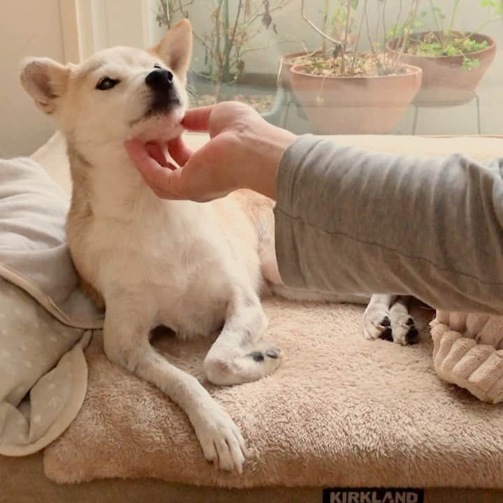 柴犬リリコのインスタグラム：「ママ🧑🏻とパパ👨🏻どっちにも気をつかうリリコさん😅 #尻尾ピピピ #尻尾でお返事 #シャンプーしてフワフワ」
