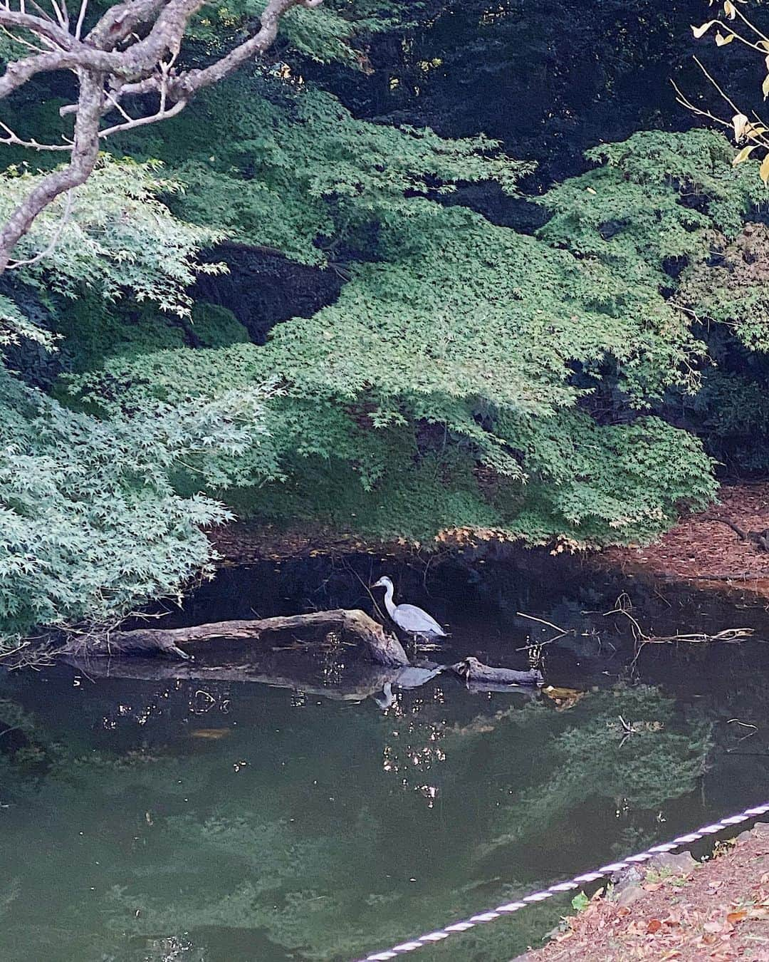 上原歩さんのインスタグラム写真 - (上原歩Instagram)「ぼーっと眺めていたら 金沢の兼六園を思い出した  金沢のお寿司美味しかった🤤 いつかまた行きたいな  ___________________________  #love #life #natural  #新宿御苑」11月2日 16時48分 - ayumiuehara