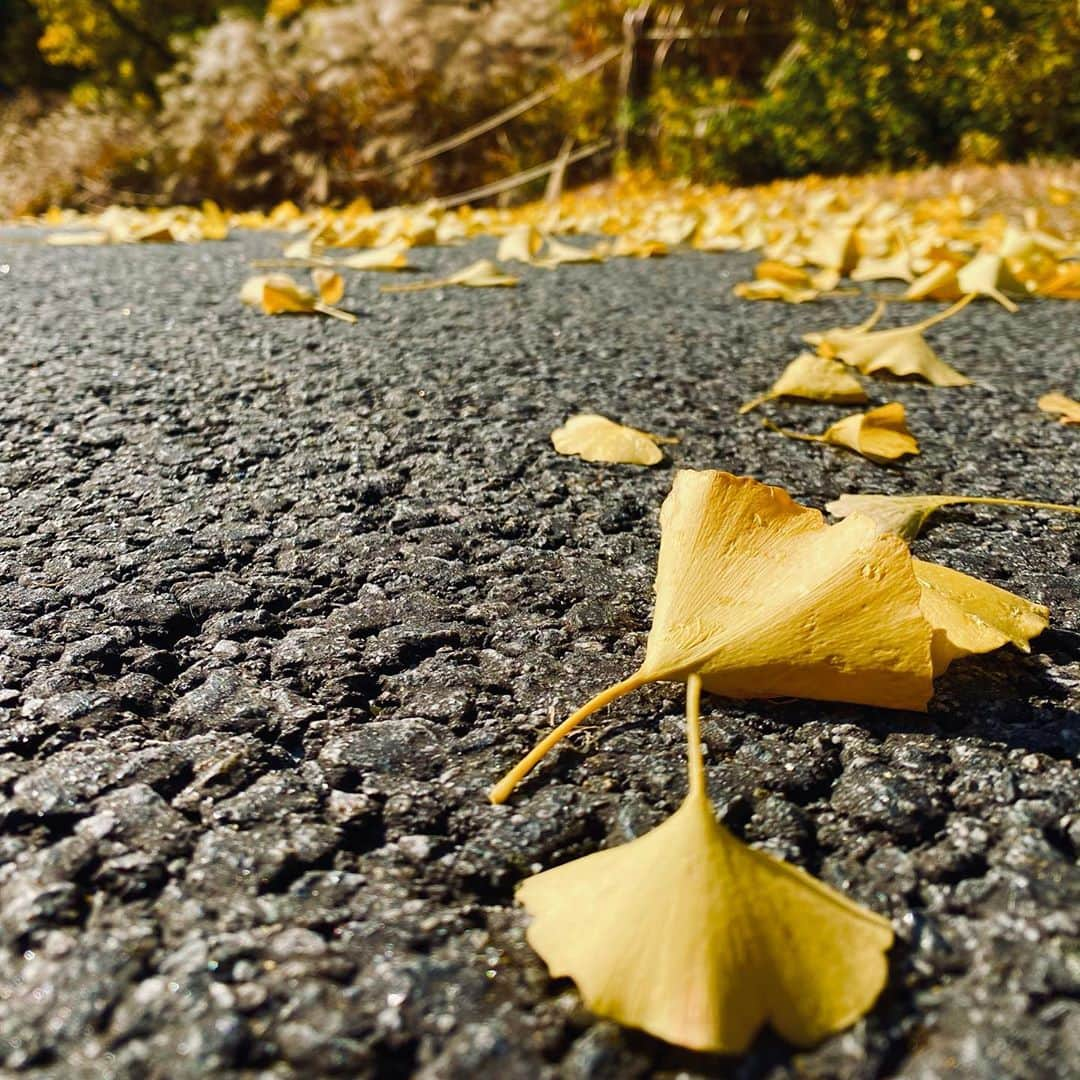 パク・ソンヒョンさんのインスタグラム写真 - (パク・ソンヒョンInstagram)「가을 골프의 멋.🍁」11月2日 16時44分 - xxndl