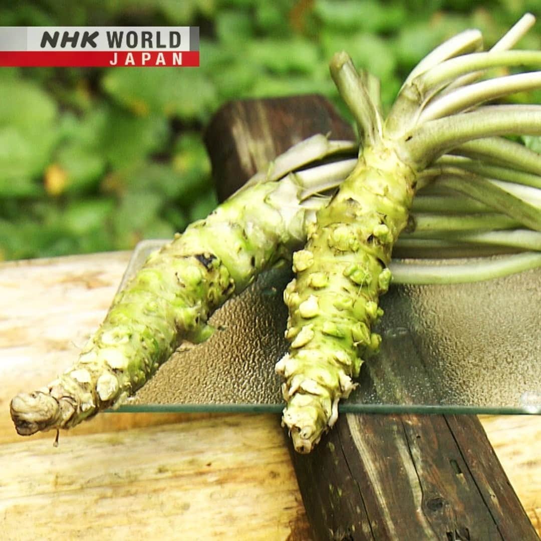 NHK「WORLD-JAPAN」さんのインスタグラム写真 - (NHK「WORLD-JAPAN」Instagram)「🍣Sushi chefs refer to wasabi as ‘tears’ - for obvious reasons! 😂 Native to Japan, it's a very delicate plant and is used for more than just eating! What’s your wasabi experience?🔥 . 👉Watch｜Japanology Plus: Wasabi｜NHK WORLD-JAPAN website｜Free On Demand.👀 . 👉 Tap the link in our bio for more on the latest from Japan. . . #wasabi #wasabilovers #sushi #sushichef #freshwasabi #wasabifarm #wasabisnack #japaneseplant #Okutama #Izu #Masuda #oishii #hotfood #japanesecuisine #japanfood #japantaste #japaneats #japaneseproduce #eatjapanese #cooljapan #unknownjapan #japanfoodie #japanesefoods #japanesefood #PeterBarakan #JapanologyPlus #japan #nhkworld #nhkworldjapan #nhk」11月2日 17時00分 - nhkworldjapan