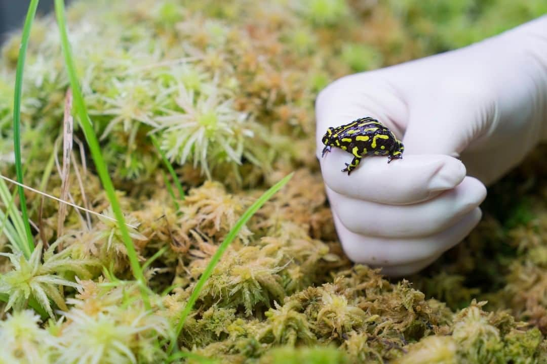 タロンガ動物園さんのインスタグラム写真 - (タロンガ動物園Instagram)「Sunday marked the beginning of National Frog Week 🐸🐸 - a week where we acknowledge our ribbity amphibian friends of the world 🌏. Out of the 4,000 species of frog found around the world, 208 are endemic to Australia, including this little guy, the Corroboree Frog!    The Northern and Southern Corroboree Frog are not just some of Australia's most iconic amphibians but they are also some of our most critically endangered.    Prior to the devastating bushfire season which impacted Corroboree Frog habitat, this species was already facing severe threats, including a deadly fungus which wiped out the majority of the existing population.   No matter how big or how small, we remain committed to securing a shared future for both wildlife and people. Our conservation projects and tireless effort to continue work for both the Southern and Northern Corroboree frog will not end. Since the commencement of our Corroboree Frog program, we have had the honour of releasing hundreds of frogs and thousands of eggs back into the wild.    Stay tuned..big things are on the horizon!   To find out how you can support this iconic species please visit: www.taronga.org.au/donate/corroboree-frog-appeal    #forthewild #nationalfrogweek」11月2日 17時00分 - tarongazoo