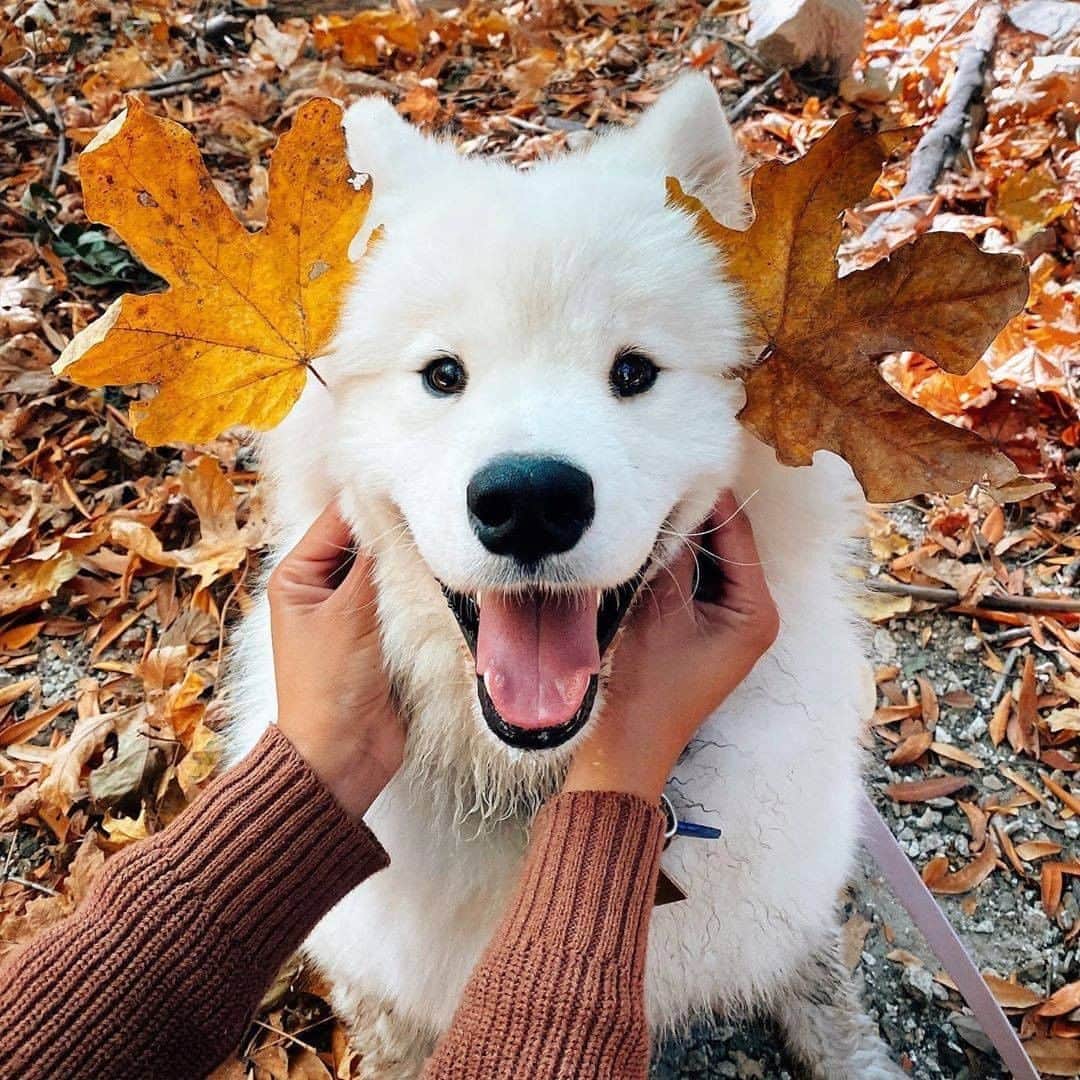 8crapさんのインスタグラム写真 - (8crapInstagram)「Fluff boi here to remind you to always beLEAF in yourself! 🍁🍁 - Want to get featured like him? Join “The Barked Club” on FACEBOOK and post something now! 👉 barked.com - 📷 @boomer_the_landcloud - #TheBarkedClub #barked #dog #doggo #Samoyed」11月2日 17時00分 - barked