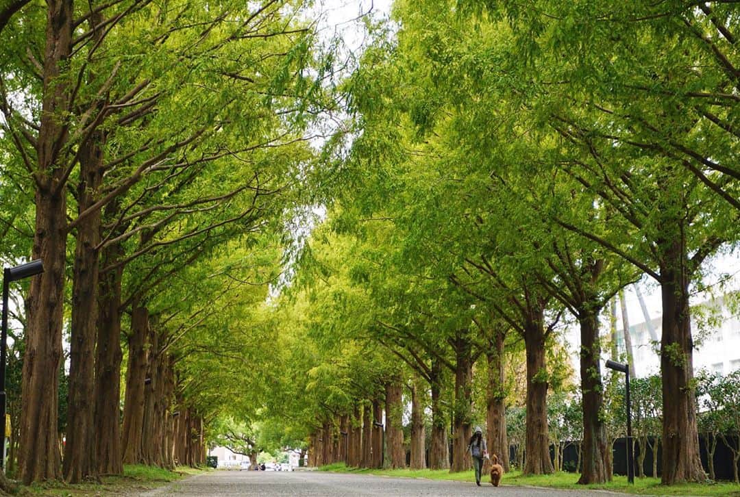 平塚市のグルメインスタ