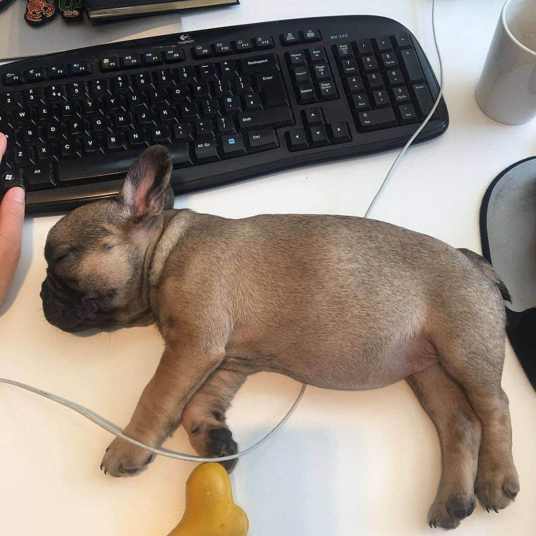 9GAGさんのインスタグラム写真 - (9GAGInstagram)「Monday at the office 📸 @sophetted - #mondaymood #work #9gag」11月2日 17時14分 - 9gag