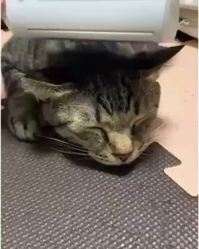 猫壱（ねこいち•ネコイチ）のインスタグラム