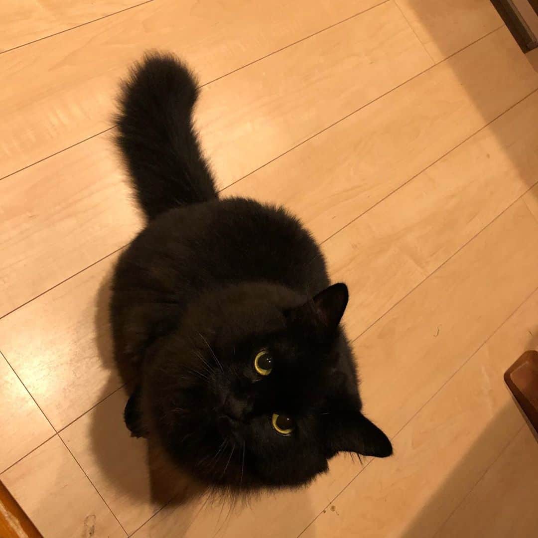 おーせさんのインスタグラム写真 - (おーせInstagram)「黒目ガチのおねだりにNOといえるやつはいない。。。  #森家のどうぶつ園⠀ ⠀ #箱入り猫⠀ #ぶたくん#猫だけど名前はぶたくん #長毛猫#longhairblackcat #多頭飼い #黒猫 #にゃんすたぐらむ #cat #catstgram #Blackcat #猫 #猫のいる生活 #猫好きさんと繋がりたい」11月2日 17時26分 - oosedon