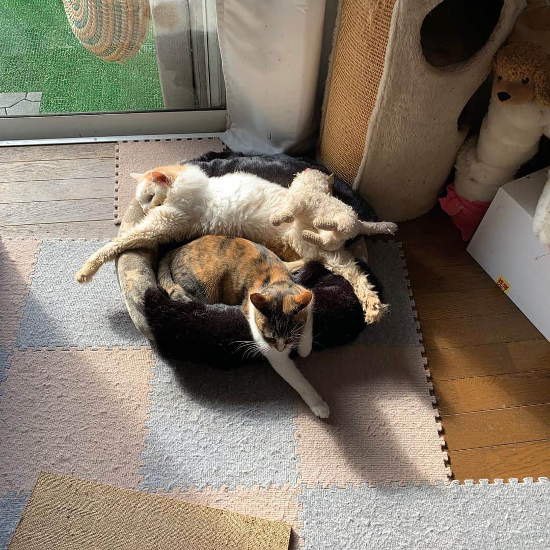Kachimo Yoshimatsuさんのインスタグラム写真 - (Kachimo YoshimatsuInstagram)「はみ出し感 #uchinonekora #okaki #castella #neko #cat #catstagram #kachimo #猫 #ねこ #うちの猫ら http://kachimo.exblog.jp」11月2日 17時29分 - kachimo