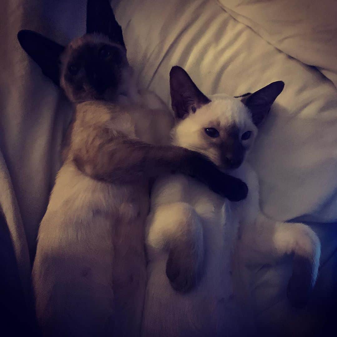 ジェイドジャガーさんのインスタグラム写真 - (ジェイドジャガーInstagram)「Monday , let’s not get out of bed darling」11月2日 17時39分 - jadejezebeljagger
