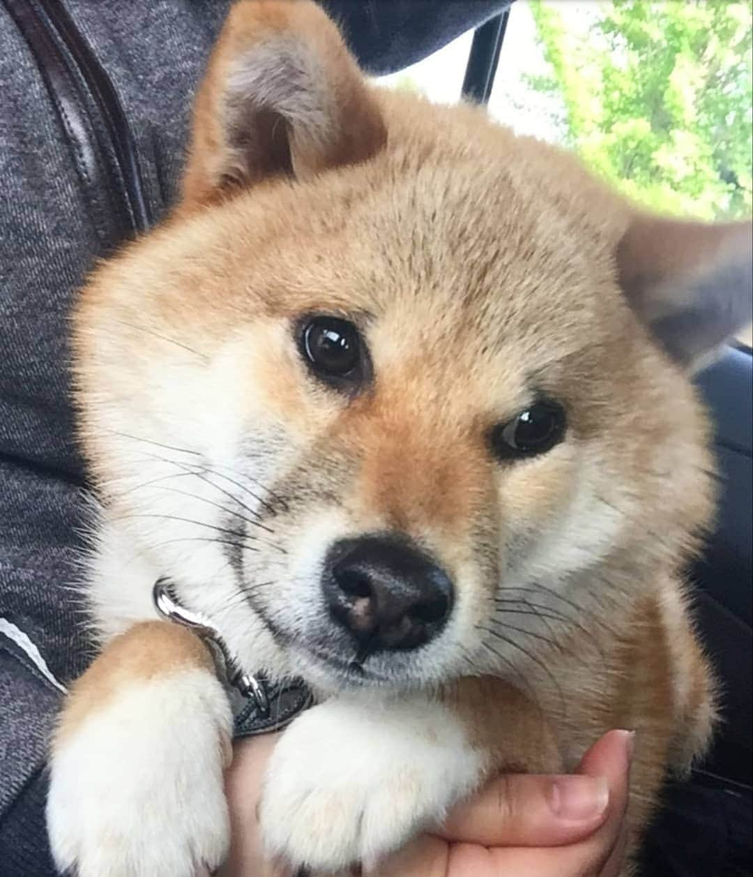 柴犬たま Shibainu Tamaのインスタグラム