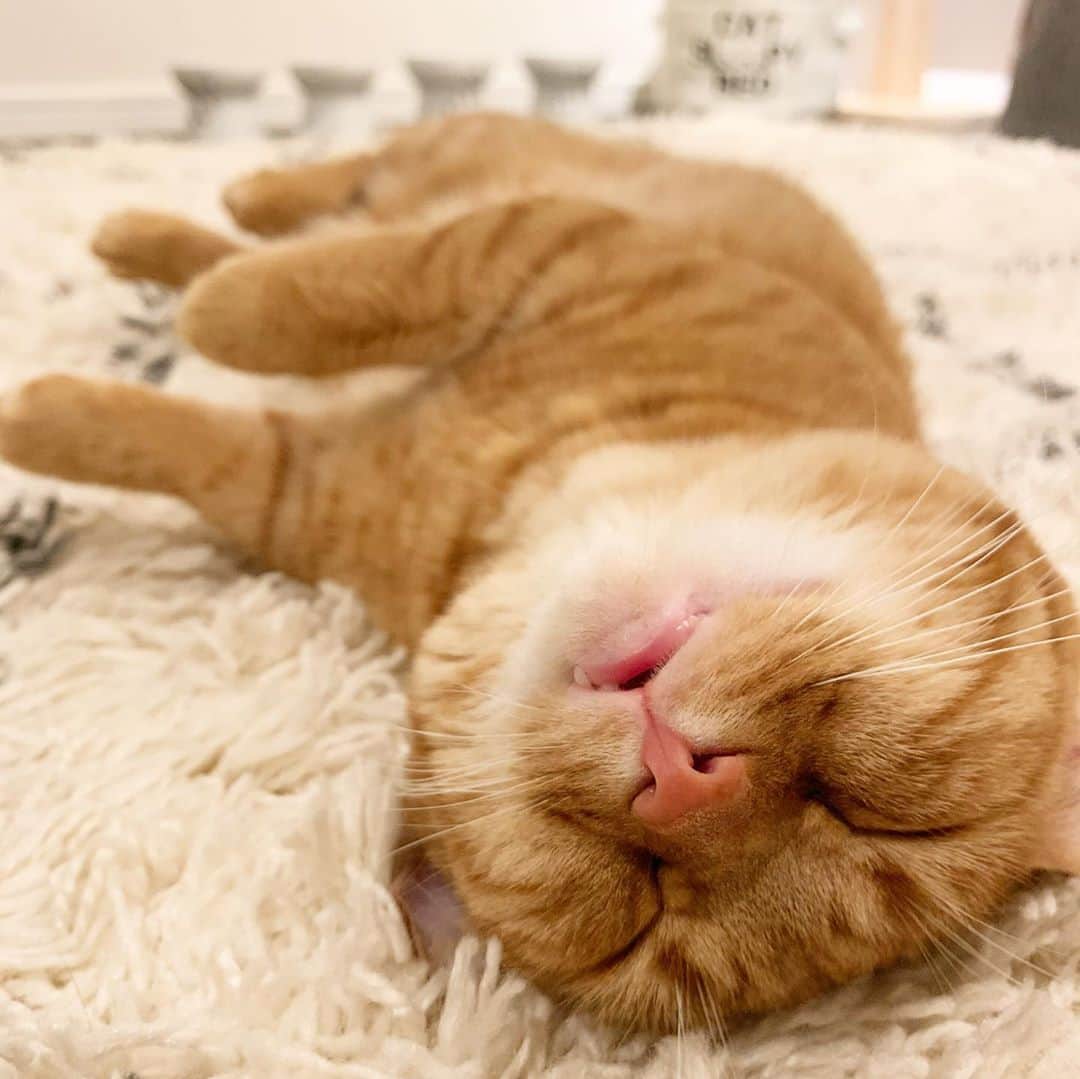 ありおときなこのインスタグラム：「とろけの季節がやってきた #これは去年  #マンチカン#猫#レッドタビー#cat#munchkin#pecotv#ペコねこ部#みんねこ#instagramjapan」