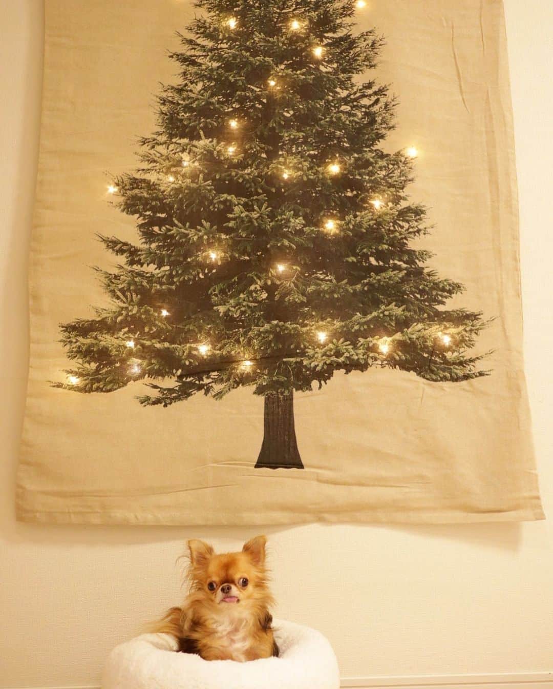kayoのインスタグラム：「* *  ハロウィンも終わり 次はクリスマス😆 * * 毎年 欲しいなぁ〜と思いつつ買いそびれてたクリスマスタペストリー🎄 * * @salut_shop さんから 今年はイルミネーション付きで発売されて迷わず購入😁❤️ * * 思った以上に しっかりした作りで大満足🥰 * * 少しづつ飾りつけてこ⭐✨ * * kulio❤️ * * #クリスマスタペストリー #salut#サリュ * #chihuahua#chihuahualove#dogstgram#dog#instadog#チワワ#チワワ大好き#チワワのいる暮らし * * *」