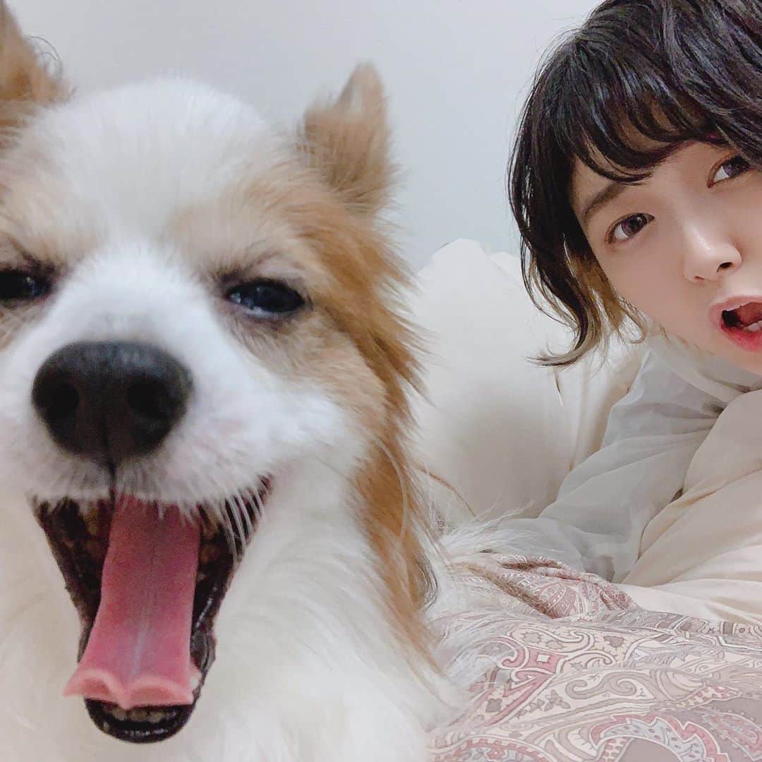のインスタグラム：「2009.01.30---2020.11.01 ・ ・ 大好きなペロ。 ・ 私たちのお家に来てくれてありがとう。 ・ 11年間共に過ごしてくれてありがとう。 ・ ・ 絶対また会おうね。 その時はいっぱい撫でてあげるよ。お散歩も行こうね。 ・ ・ ・ ・ ペロを可愛がってくださった皆様、本当にありがとうございました。」