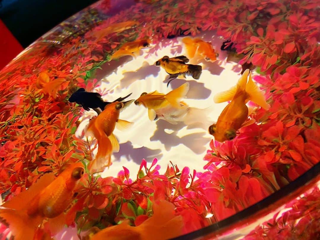 若月雅さんのインスタグラム写真 - (若月雅Instagram)「【アートアクアリウム・京都〜金魚の舞〜】 . . 大好きな金魚たち❤️ 2年前の名古屋開催も行ったんだけど、やっぱり和が好きだなー(●´ω｀●) ほんと綺麗だった👏  ラストはママと写メ❣️ . #アートアクアリウム #京都　#金魚 #二条城アートアクアリウム  #kyoto」11月2日 18時11分 - miyabi.w_0911