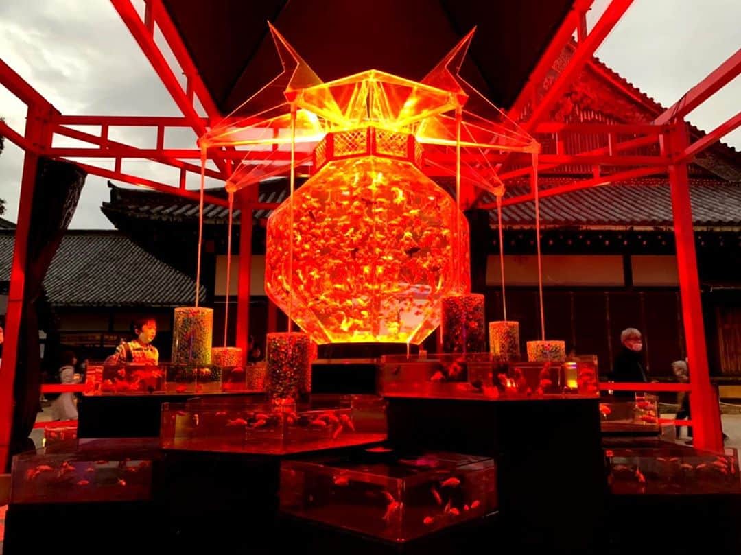 若月雅のインスタグラム：「【アートアクアリウム・京都〜金魚の舞〜】 . . 大好きな金魚たち❤️ 2年前の名古屋開催も行ったんだけど、やっぱり和が好きだなー(●´ω｀●) ほんと綺麗だった👏  ラストはママと写メ❣️ . #アートアクアリウム #京都　#金魚 #二条城アートアクアリウム  #kyoto」