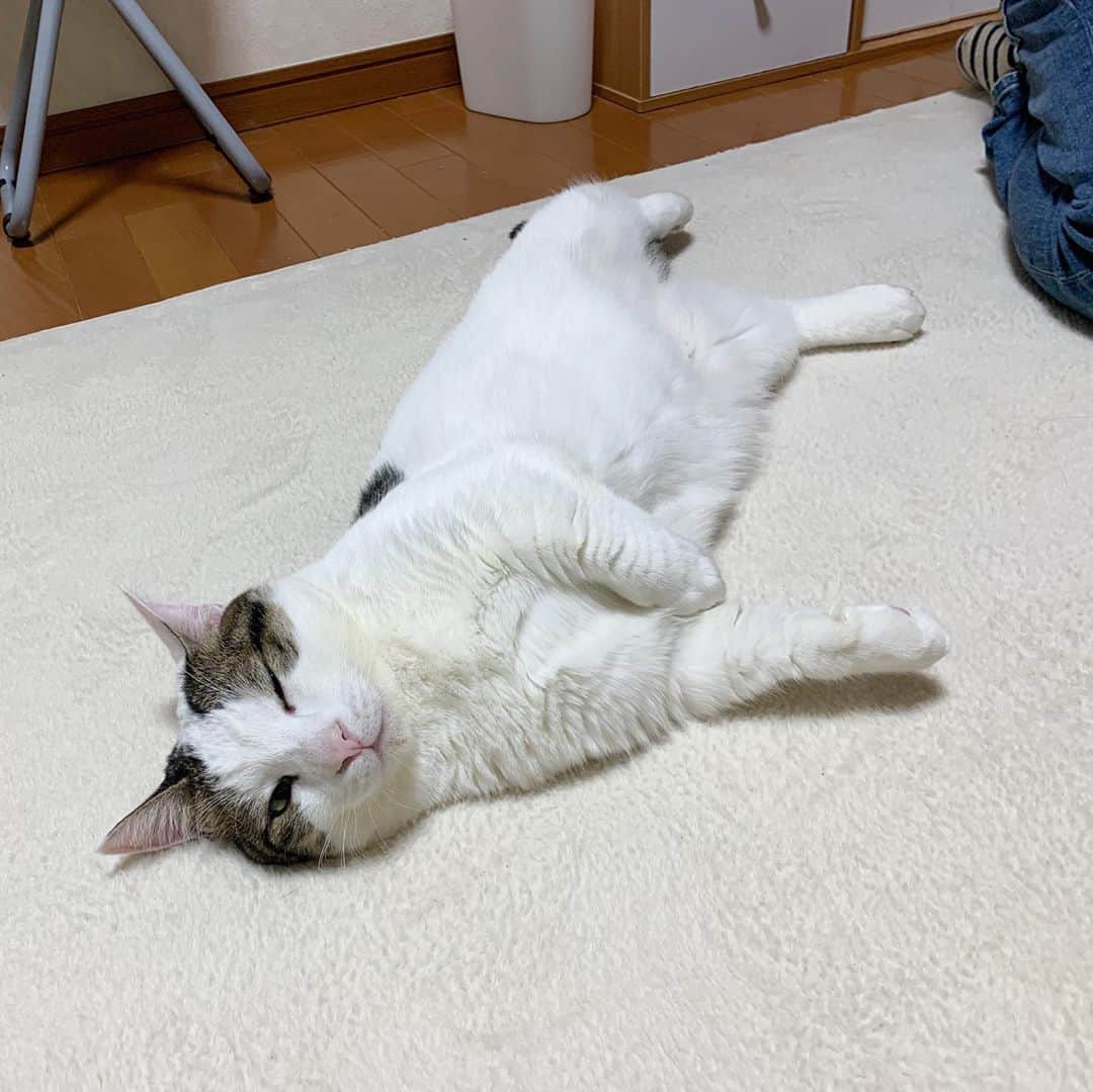 ひのき猫さんのインスタグラム写真 - (ひのき猫Instagram)「うとうとウトウト💤」11月2日 18時13分 - hinoki.cute.kitten