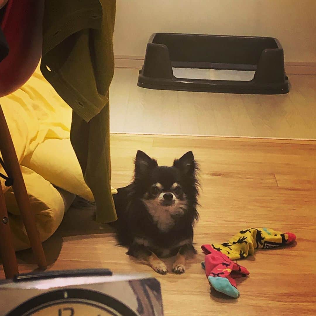 櫻井リヤのインスタグラム：「〆切前でかまえないので、めっちゃ見てくる　#靴下で遊ぶ犬」