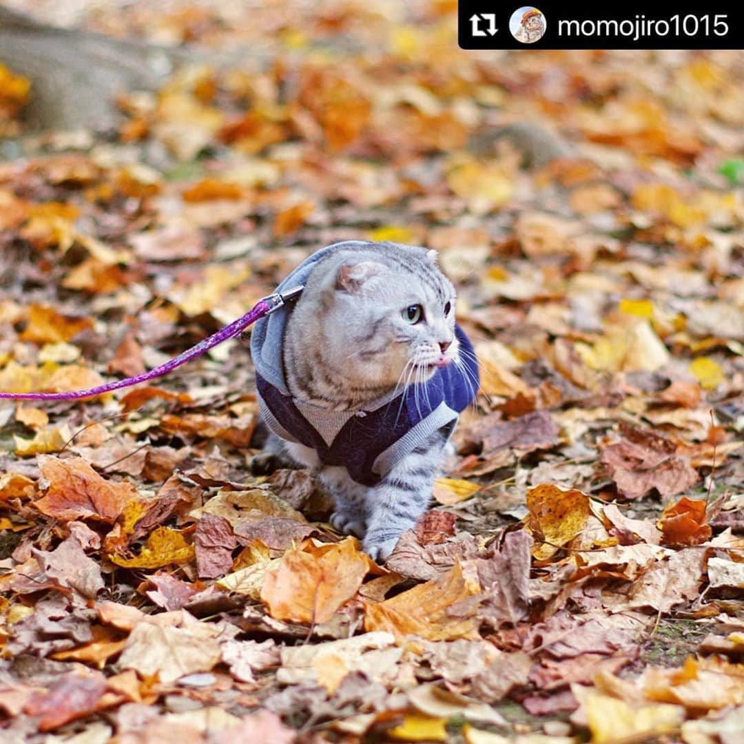ねこさんのインスタグラム写真 - (ねこInstagram)「【#ねこは人を笑顔にする】❣️ 秋を感じるねこさんぽ🐱🍁🍠 @momojiro1015 さん、ありがとうっ👾👏🏻 #Repost @momojiro1015 with @make_repost ・・・ Momojiro enjoying the autumn park.  秋の銀杏が色づく上野公園に もも次郎さんを連れ、コロナ対策をバッチリ👌して @nyaomi3904 さん ノンちゃん 後輩ちゃんと3人でぶらぶらして来ました☺️  スワイプ🌀してね。 ノンちゃんと一緒に枯葉🍁の中でご対面。あらあらー、可愛い💕ノンちゃんに嫌われちゃったかな😿 なーんてね😄可愛いツーショットでしょ🎵  お返事、訪問途中です💦ゴメンなさい🙏🏻 あっという間に11月🍄今月も宜しくお願い致しまーす🤲 ❤︎ ❤︎ ❤︎ ❤︎ ❤︎ #fall  #fallcat  #nyancon01  #sippoストーリー  #みんなイヌみんなネコ  #ねこは人を笑顔にする  #peppyフォト部  #ペトこと猫部  #ペトラフ  #petemo  @beautypro_contest  #ビューティプロコンテスト  #ねこと暮らす  #ねこのいる生活  #scotishfold  #スコティッシュフォールド  #nyanstagram  #みんねこ  #今日のうちの子  #ニャンスタグラム  #ふわもこぶ  #catstagram #instacat  #catlife #cats_of_instagram  #cat #catphoto  #catlovers」11月2日 18時41分 - neko_magazine