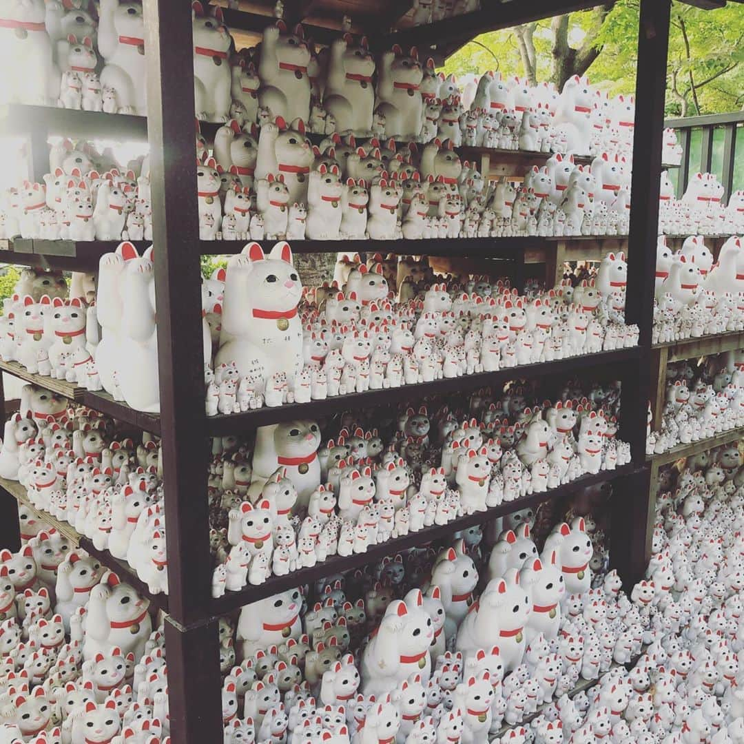 千秋さんのインスタグラム写真 - (千秋Instagram)「豪徳寺。  #招き猫 #豪徳寺 #千秋旅日記」11月2日 18時34分 - chiaki77777