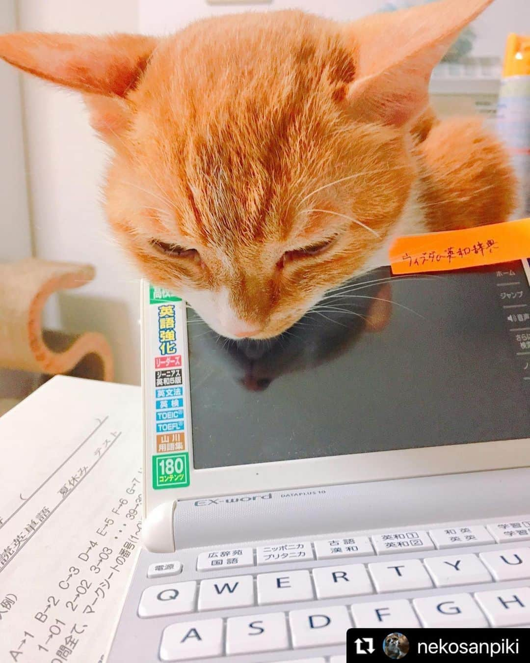 ねこさんのインスタグラム写真 - (ねこInstagram)「【#ねこは人を笑顔にする 】❣️ 勉強も大事だけどさーぁ〜、遊んでよう〜〜遊ぶ方が大事だよう〜🐱🏓🏸🥊 @nekosanpiki さん、ありがとうっ🏂✨ #Repost @nekosanpiki with @make_repost ・・・ 勉強してるとかまちょになるグレース✏️📝🐈 1枚目は電子辞書に首乗っけてウトウトしてます😴  #猫のいる暮らし #ねこ #ねこすたぐらむ #ねこのいる生活 #ねこら部 #ねこ部 #ねこすきさんと繋がりたい #ねこすき #ねこあつめ #ねこのきもち #ねこもふ団 #ねこ好き #ねこ写真 #ねこ好きさんと繋がりたい #ねこらぶ #ねこさん #ねこにすと #ねこスタグラム #ねこちゃん #ねこずきさんと繋がりたい #ねこばか #ねことの暮らし #ねこは人を笑顔にする」11月2日 18時37分 - neko_magazine