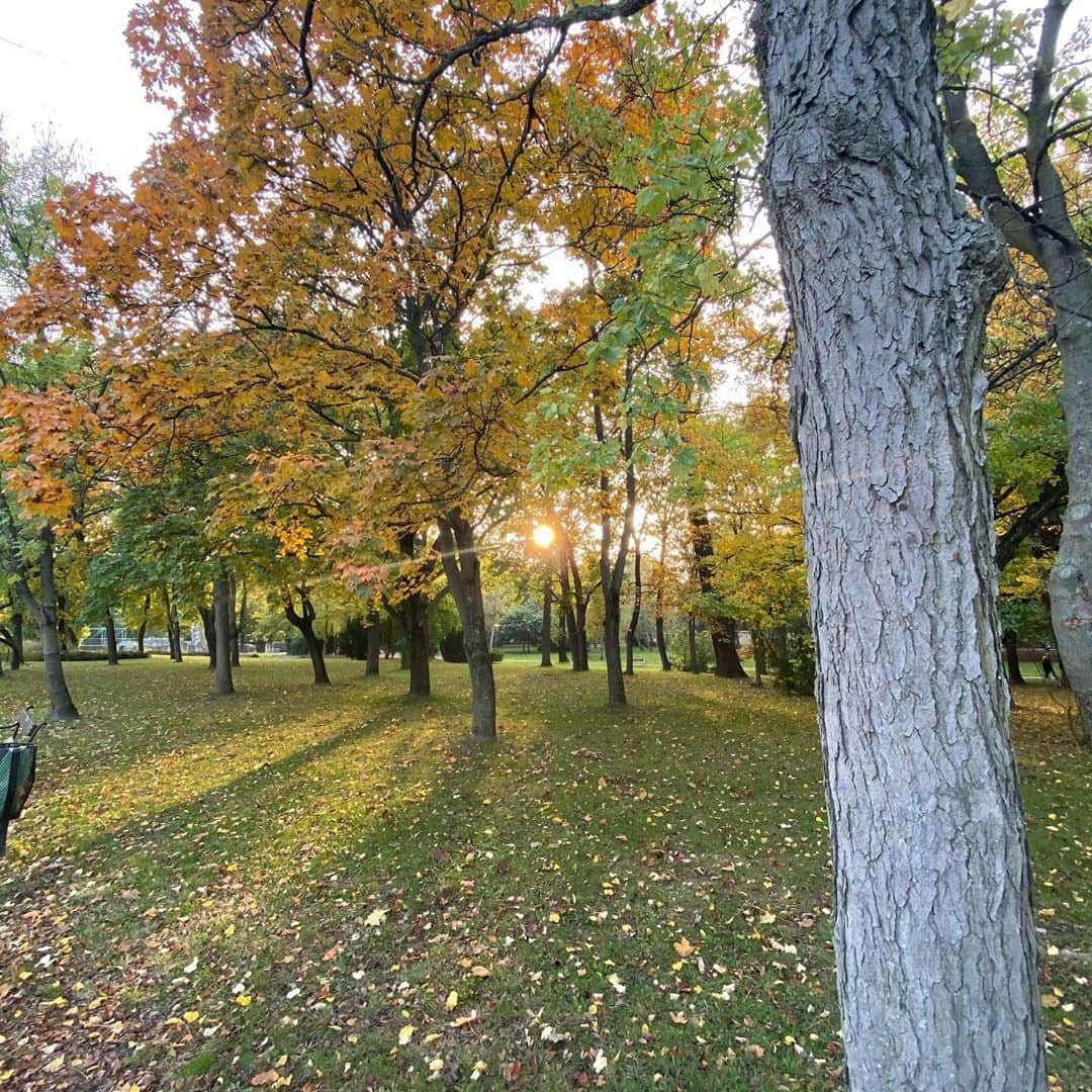 ブリージャ・ラーソンさんのインスタグラム写真 - (ブリージャ・ラーソンInstagram)「I don’t usually get the opportunity to experience autumn 🍂, it’s been so beautiful to see the changes in nature’s color year 😍. Also, we have our second day of competition for our second match today! Watch @energystandard on CBS at 10AM eastern today!!!  #islswimleague #season2 #energystandard #hungary」11月2日 18時52分 - breejalarson