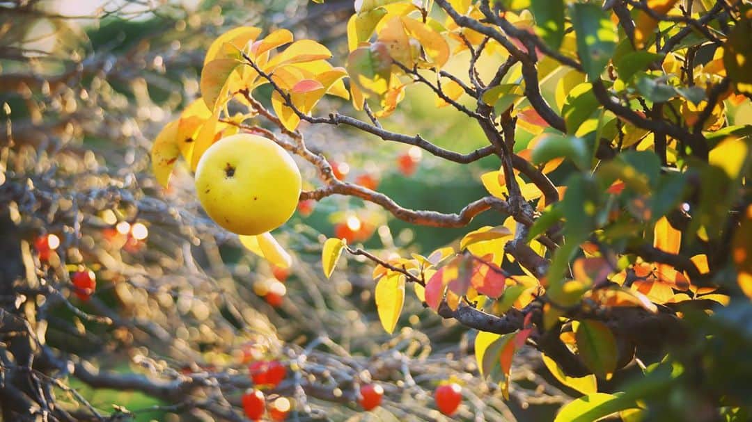 八芳園のグルメインスタ